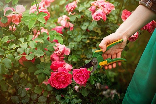 Pruning Roses