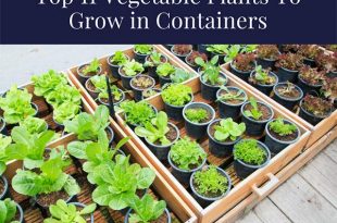Top 11 Vegetable Plants To Grow in Containers