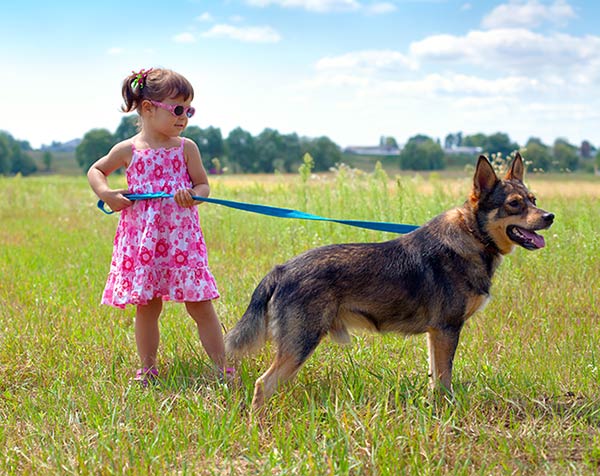 Walk the Dog