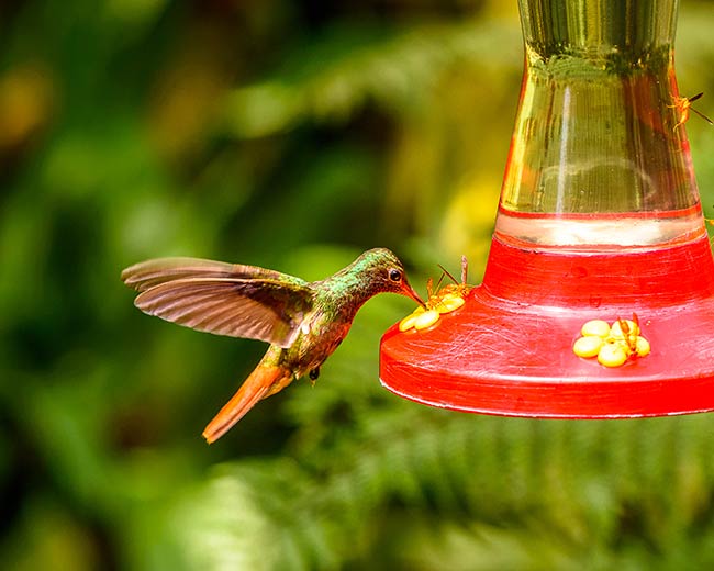 What Do Hummingbirds Eat