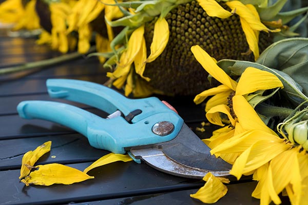 pruning tools