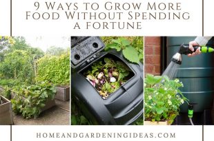 9 Ways to Grow More Food Without Spending a fortune