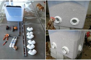 DIY Bulk Chicken Feeder