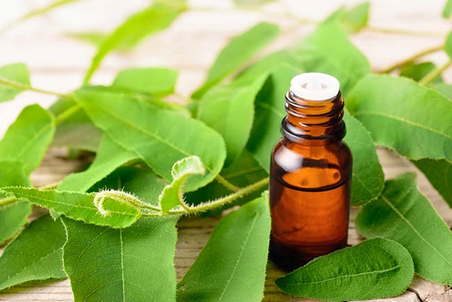 Plants That Repel Gnats Outside - Gnat Repellent Indoor
