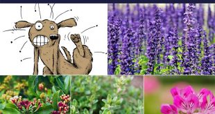 14 Plants that Naturally Repel Fleas and Other Insects