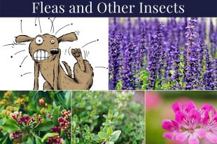 14 Plants that Naturally Repel Fleas and Other Insects