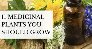 11 Medicinal Plants You Should Grow