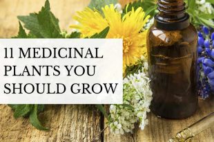 11 Medicinal Plants You Should Grow