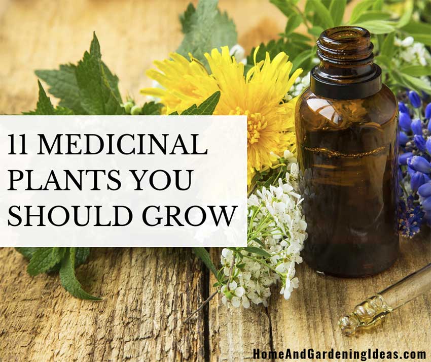 11 Medicinal Plants You Should Grow