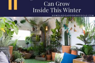 Vegetables and Herbs You Can Grow Inside This Winter