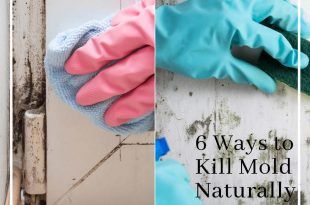 6 Ways to Kill Mold Naturally