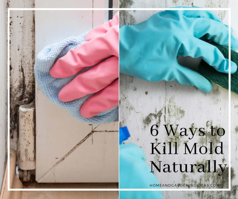 6 Ways to Kill Mold Naturally Home and Gardening Ideas