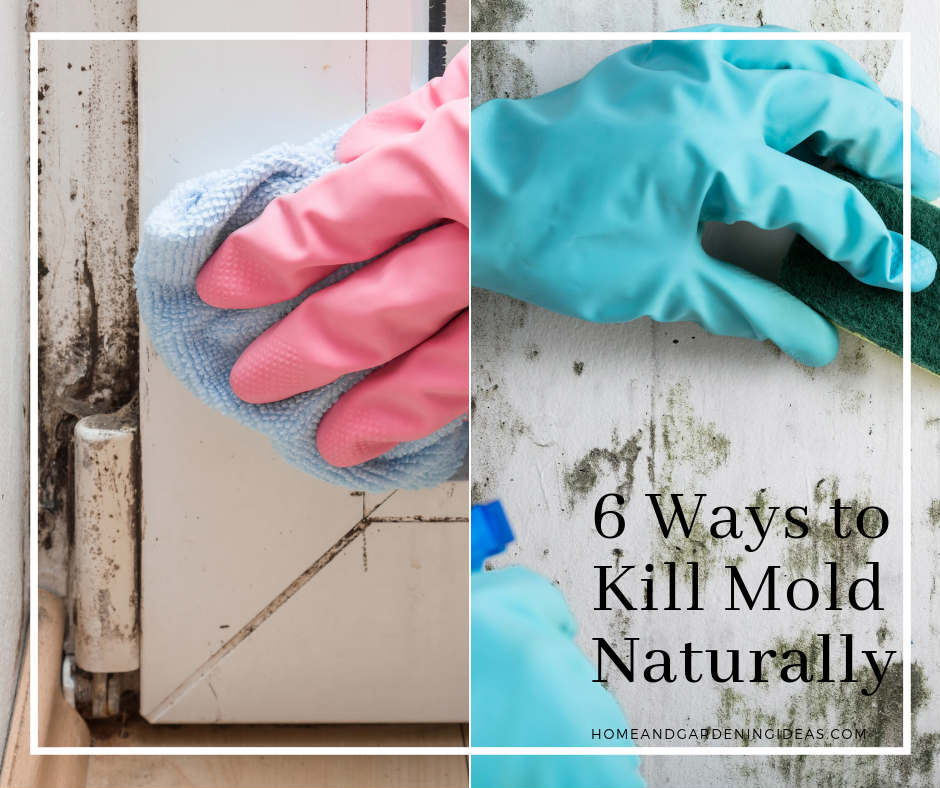 6 Ways to Kill Mold Naturally