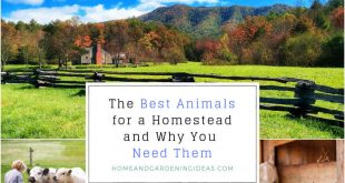 The Best Animals for a Homestead