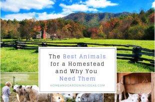 The Best Animals for a Homestead