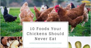 10 Foods Your Chickens Should Never Eat