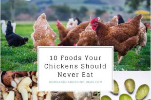 10 Foods Your Chickens Should Never Eat