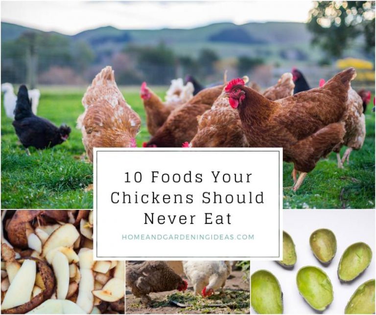 10 Foods Your Chickens Should Never Eat Home and Gardening Ideas