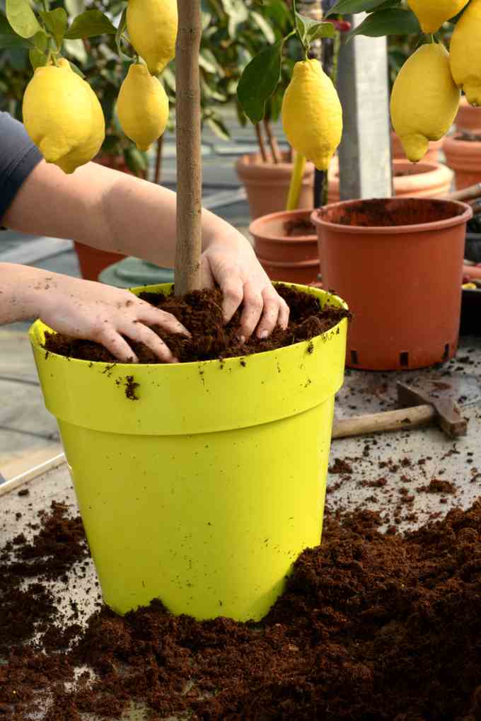Fertilizer is key for a healthy lemon tree.