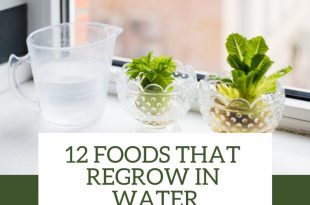 Foods that Regrow in Water