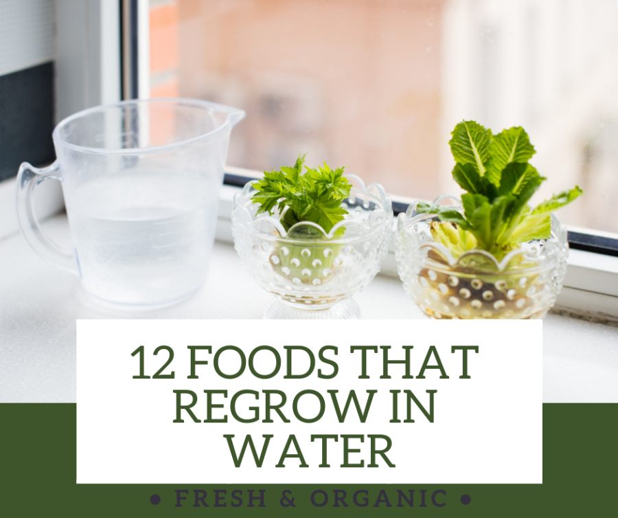 Foods that Regrow in Water