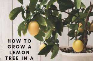 How To Grow A Lemon Tree In A Pot