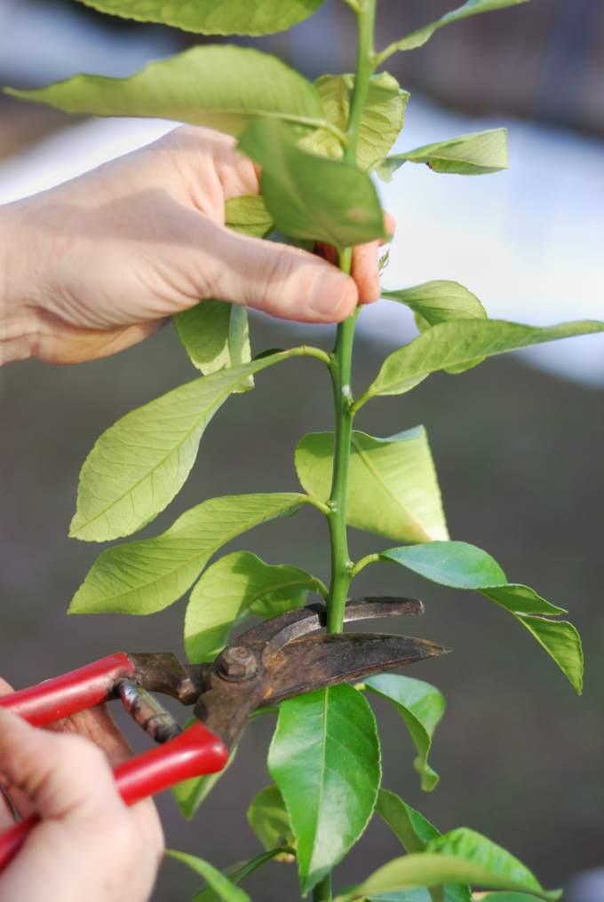 How To Grow A Lemon Tree In A Pot - Home and Gardening Ideas