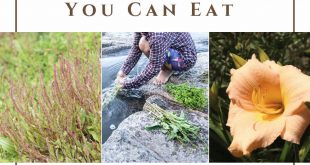 10 Wild Edibles You Can Eat 
