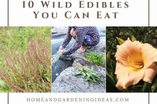 10 Wild Edibles You Can Eat 