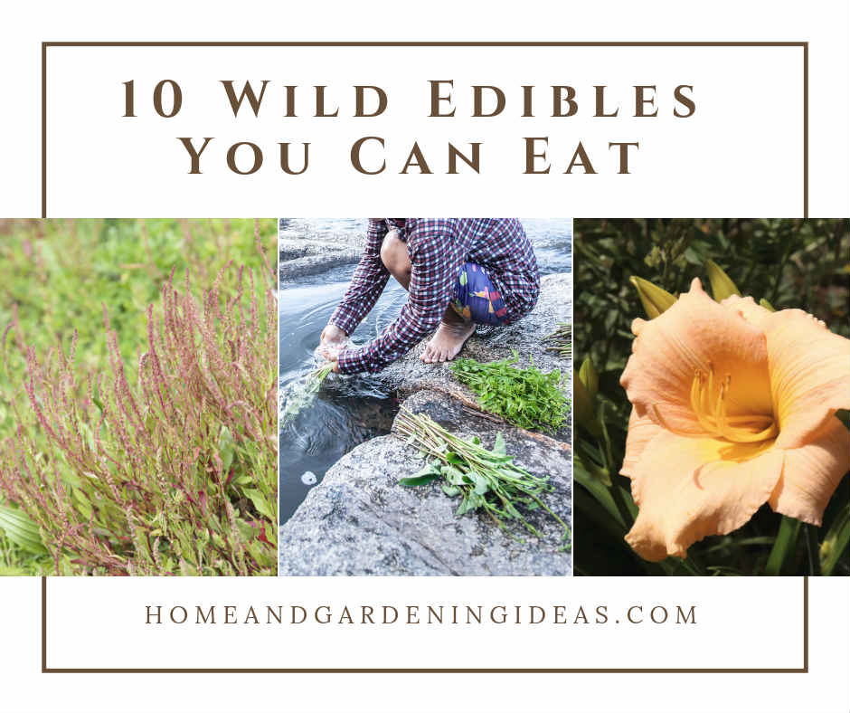 10 Wild Edibles You Can Eat