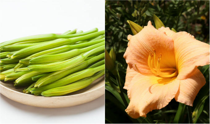Day lily