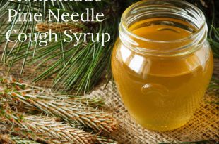 Homemade Pine Needle Cough Syrup