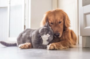 Natural Home Remedies For Your Pets