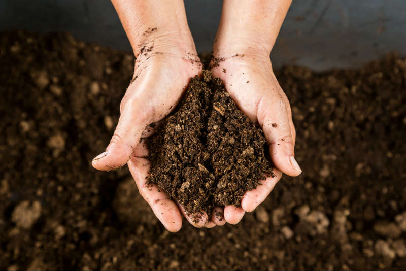 Add Peat Moss to Clay Soil