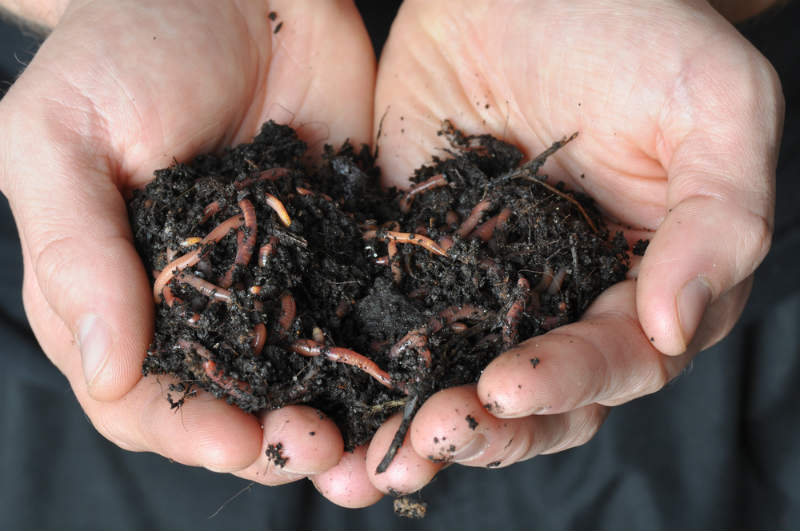 Make Sure You Have Worms