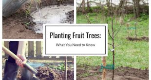 Planting Fruit Trees