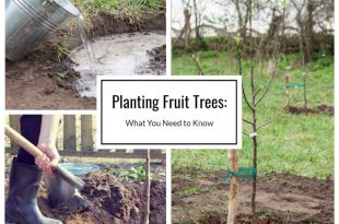 Planting Fruit Trees