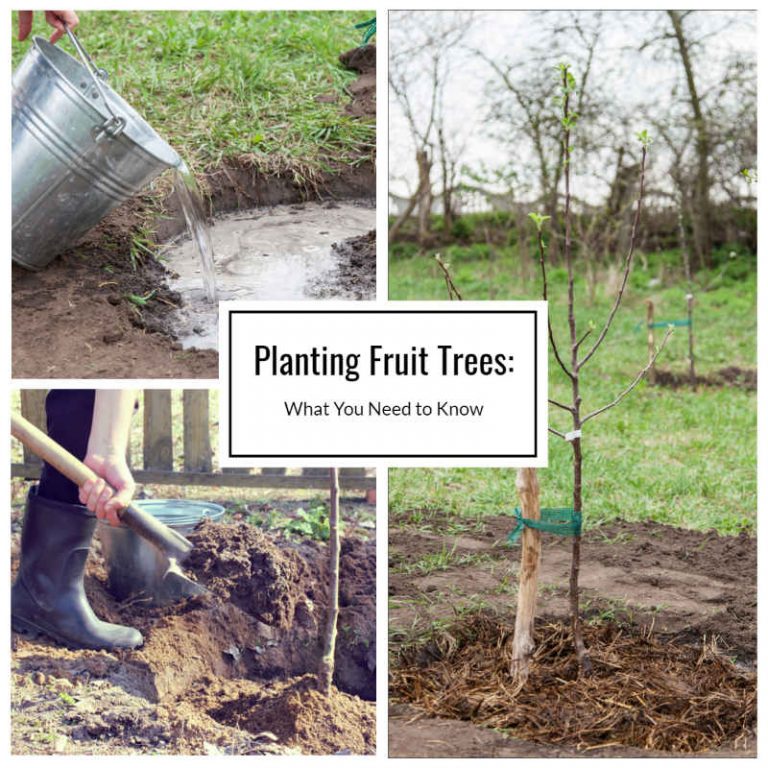 Planting Fruit Trees What You Need to Know Home and Gardening Ideas