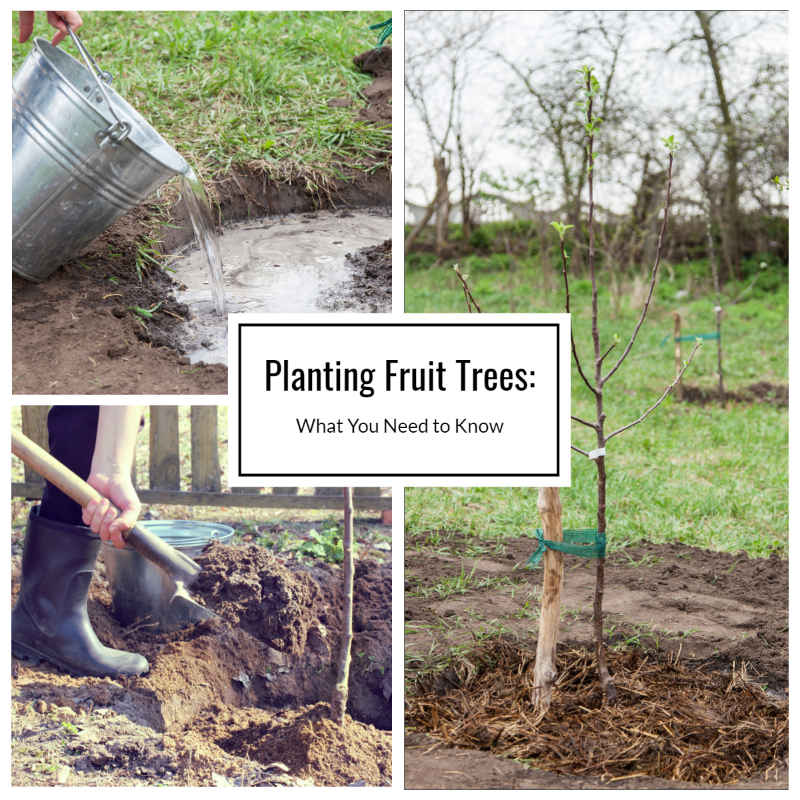 Planting Fruit Trees