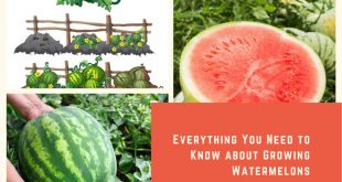 Everything You Need to Know about Growing Watermelons