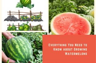 Everything You Need to Know about Growing Watermelons