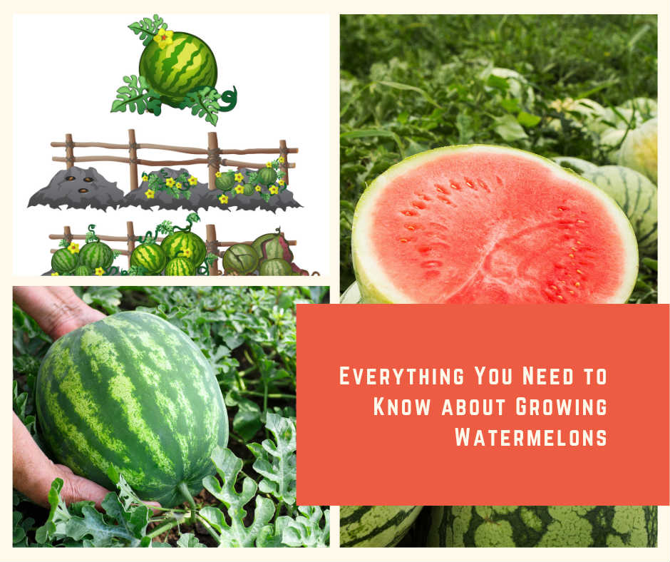 Everything You Need to Know about Growing Watermelons