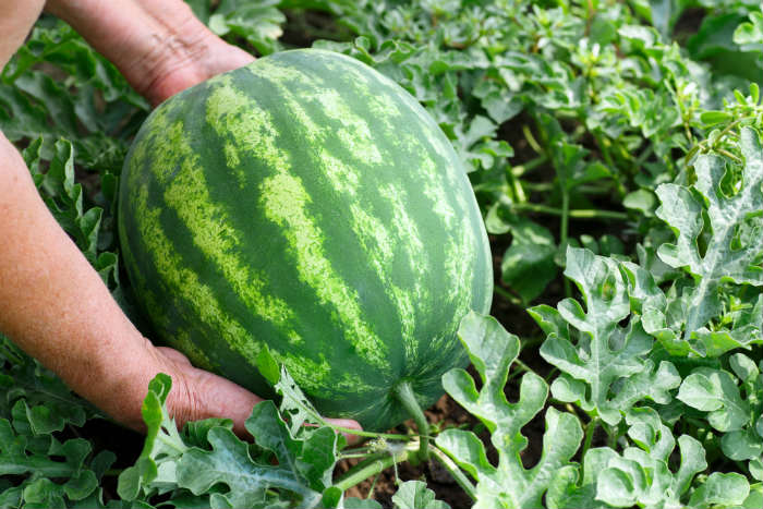 Harvesting and Storing Watermelons