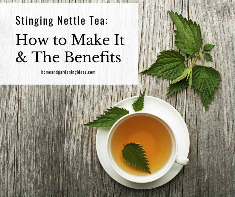 Stinging Nettle Tea How to Make It and The Benefits Home and