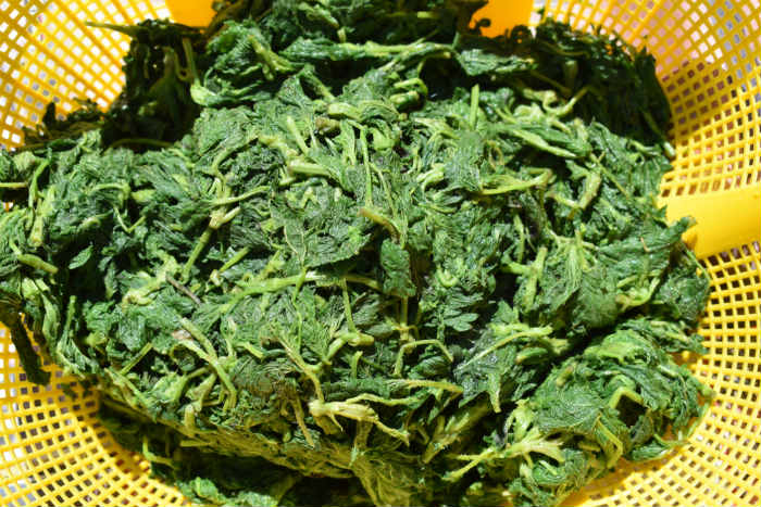 stinging nettle boiled and ready to be used