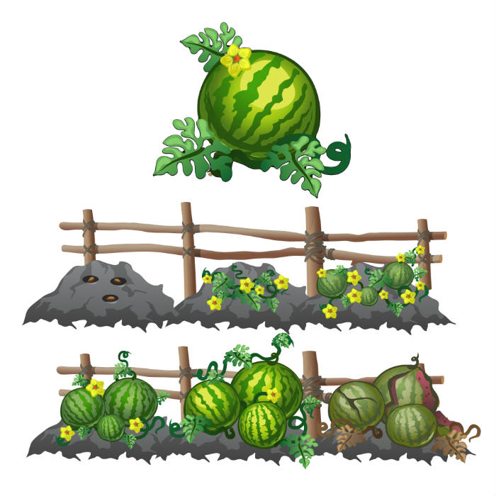 watermelon life cycle