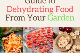 Guide to Dehydrating Food From Your Garden