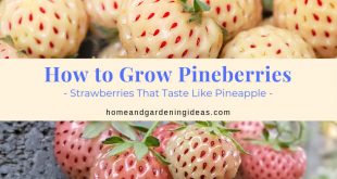 How to Grow Pineberries