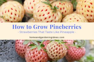 How to Grow Pineberries