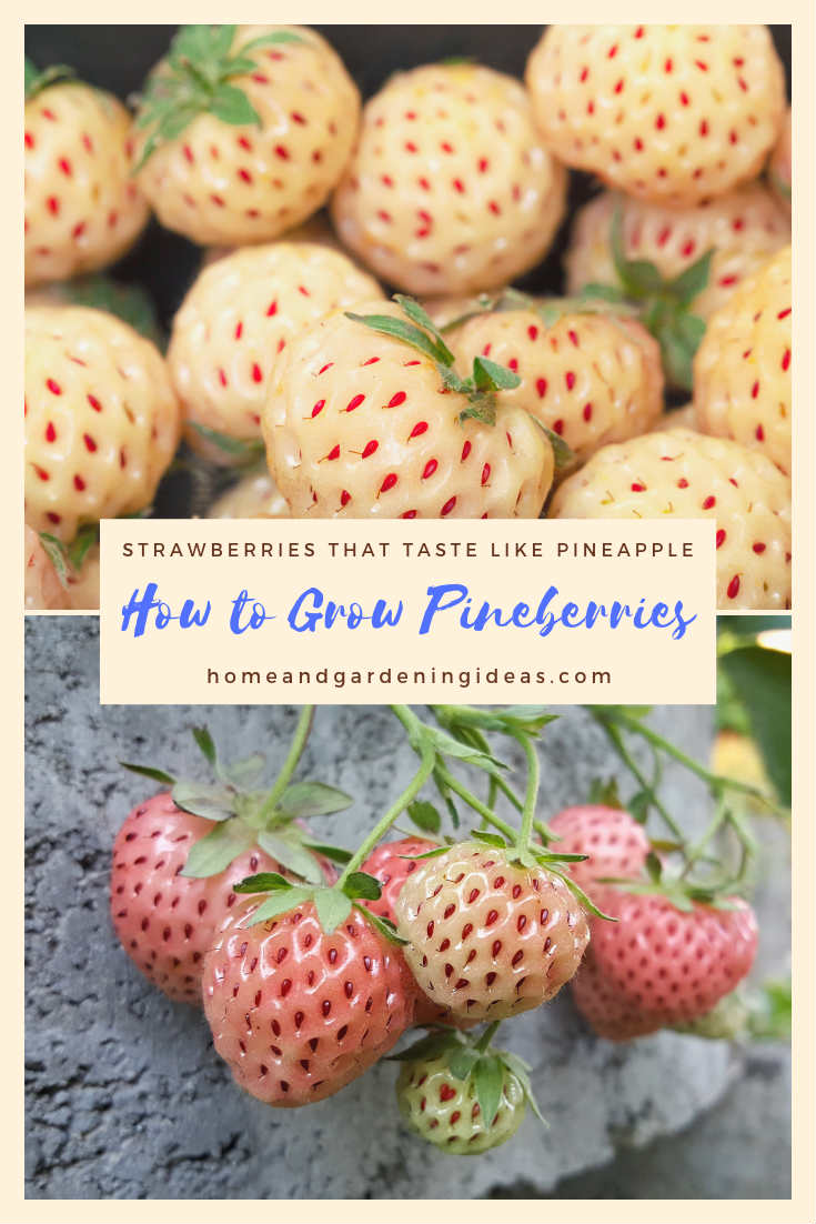 How to Grow Pineberries
